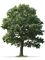 Obraz premium A realistic single oak tree isolated on white background, perfect for design and editing.