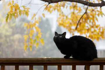 Black cat sitting on a wooden railing with a foggy background