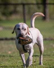 Wet yellow labrador retriever carrying a large rock through a a backyard