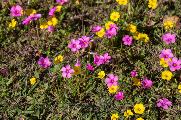 Flores coloridas pequeñas