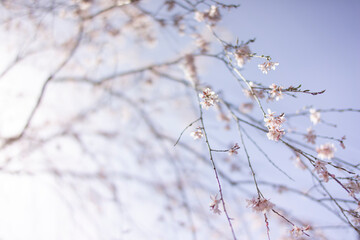 朝日を浴びて幻想的に浮かび上がる枝垂れ桜