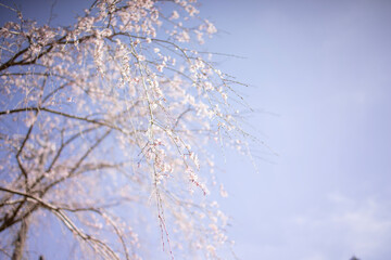 朝日を浴びて幻想的に浮かび上がる枝垂れ桜