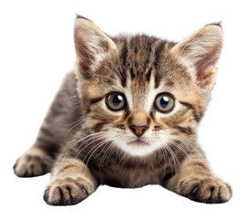 Obraz premium PNG Cute kitten animal mammal pet.