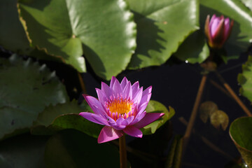 Beautiful pink lotus flower in water pond 