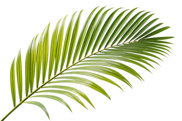 Ai generated image of a vibrant green palm frond, isolated on transparent background