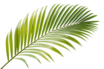Ai generated image of a vibrant green palm frond, isolated on transparent background