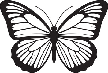 black and white butterfly