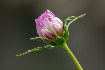 A close-up of a pale pink cosmos flower bud. It has long, dainty pink petals. The daisy-like, showy bloom has a tall, light green, slender stem with delicate, feathery leaves. The background is grey.