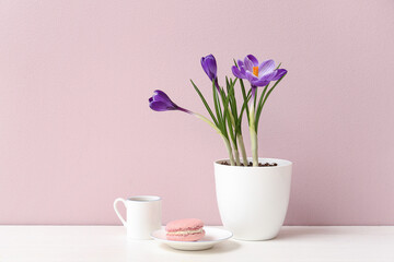 Pot with beautiful crocus flowers, cup and tasty macaroon on table near beige wall