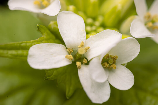 white flowers in the garden