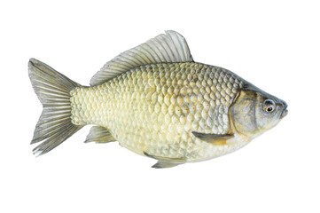 Crucian carp with caviar live fish isolated on transparent background. Live fish object for design and advertising