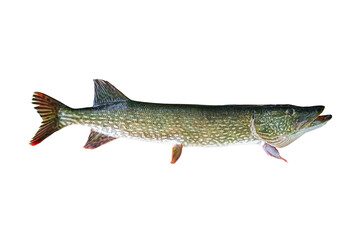 Big Pike live fish isolated on transparent background. Fish pike object for design, advertising and decoration.