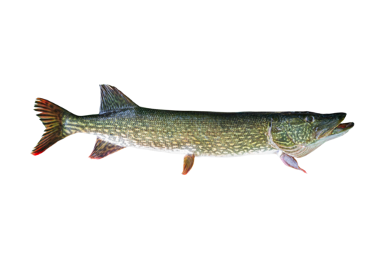 Big Pike live fish isolated on transparent background. Fish pike object for design, advertising and decoration.