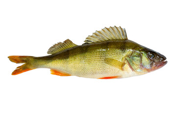 Perch live fish isolated on transparent background. Live fish perch object for design and advertising