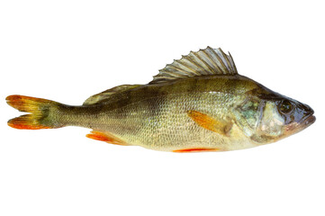 Perch live fish isolated on transparent background. Live fish perch object for design and advertising
