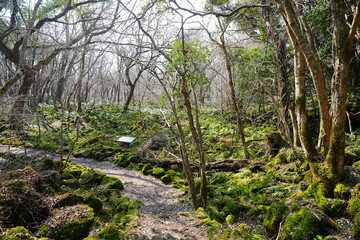 early spring path through mossy rocks and fresh ferns