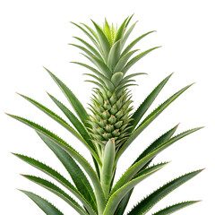 Fototapeta premium Pineapple Plant: Growing Stages, Tropical Fruit, Ananas comosus on transparent background