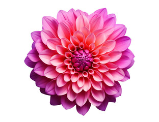 Pink and Purple Dahlia Blossom: Vibrant Close-Up on transparent background png