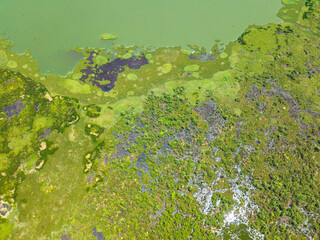 Sunlight reflection over the plants and tropical vegetation. Agusan Marsh. Mindanao, Philippines.