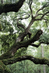 Fototapeta premium old tree trunk