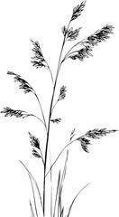 Obraz premium Silhouette of delicate grass with detailed leaves. Vector illustration in sketch style