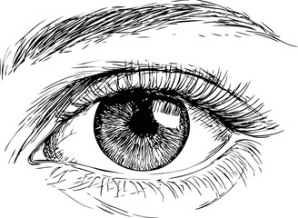 Obraz premium Detailed black ink sketch of a human eye showing eyebrow and lashes. Vector illustration