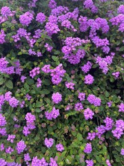 Fototapeta premium purple flowers in the garden