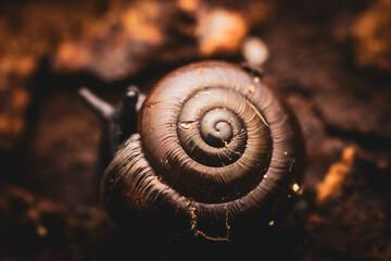 snail on a stone