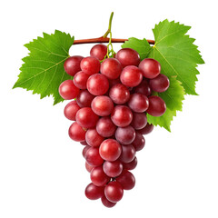 Fototapeta premium Red grapes tree branch isolated, Grapes branch, Set of grapes with leaves isolated