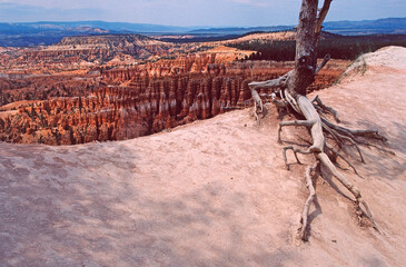 bryce canyon national park dead tree
