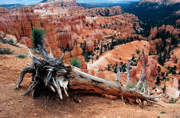 bryce canyon national park dead tree