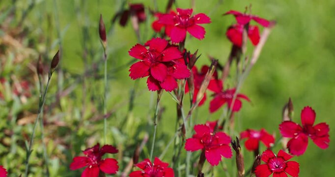 Dianthus delto&iuml;des - Oeillet &agrave; delta ou Oeillet couch&eacute;. Plante d&eacute;corative &agrave; petites fleurs frang&eacute;es de couleur magenta, au coeur rouge fonc&eacute; autour d'&eacute;tamines au bout de tiges souples et dress&eacute;es 
