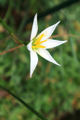 The beauty of the white flower Zephyranthes candida which usually starts to bloom with beautiful...