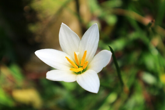 The beauty of the white flower Zephyranthes candida which usually starts to bloom with beautiful white flowers after rain.