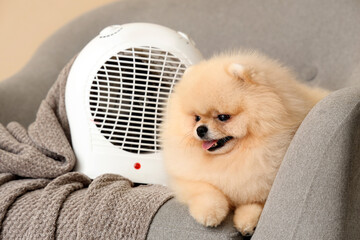 Cute Pomeranian spitz with electric fan heater on armchair, closeup