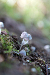 mushroom on the moss