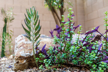 Desert cluster with Kalanhoe, purple Tradescantia Pallida and juicy succulents of Portulacaria Afra next to decorative boulder in xeriscaped garden 