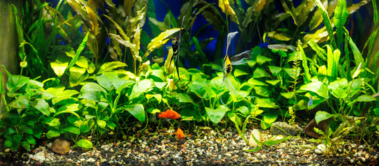 Aquarium with tropical plants, Angel, Molly, Danio and Neon fish swimming near its bottom and in midground level