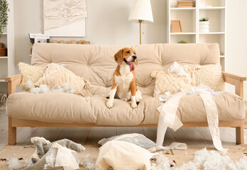 Naughty Beagle dog with torn pillows and toilet paper rolls sitting on sofa in messy living room