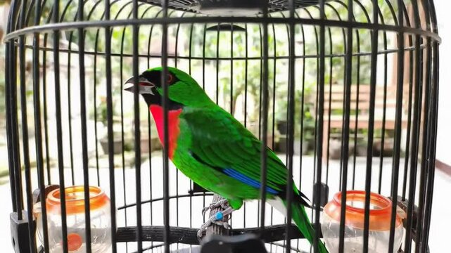 4k Footage Bird Video Vibrant Green Bird with Red and Blue Markings Perched in a Black Cage