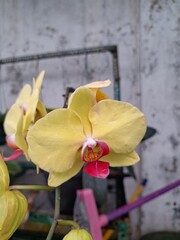 Orchids belonging to the Orchidaceae family are a diverse group of flowering plants with a wide array of unique features.