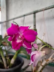 Orchids belonging to the Orchidaceae family are a diverse group of flowering plants with a wide array of unique features.