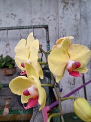 Orchids belonging to the Orchidaceae family are a diverse group of flowering plants with a wide array of unique features.