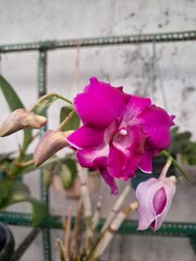 Orchids belonging to the Orchidaceae family are a diverse group of flowering plants with a wide array of unique features.