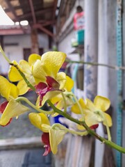 Orchids belonging to the Orchidaceae family are a diverse group of flowering plants with a wide array of unique features.