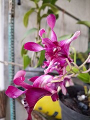 Orchids belonging to the Orchidaceae family are a diverse group of flowering plants with a wide array of unique features.