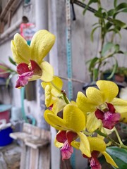 Orchids belonging to the Orchidaceae family are a diverse group of flowering plants with a wide array of unique features.