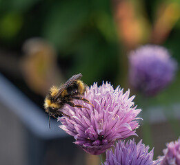 Honeybee with pollen visible on legs on chive flowerheads.