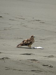 トンビと打ち上げられた魚