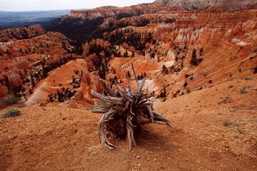 bryce canyon national park landscape